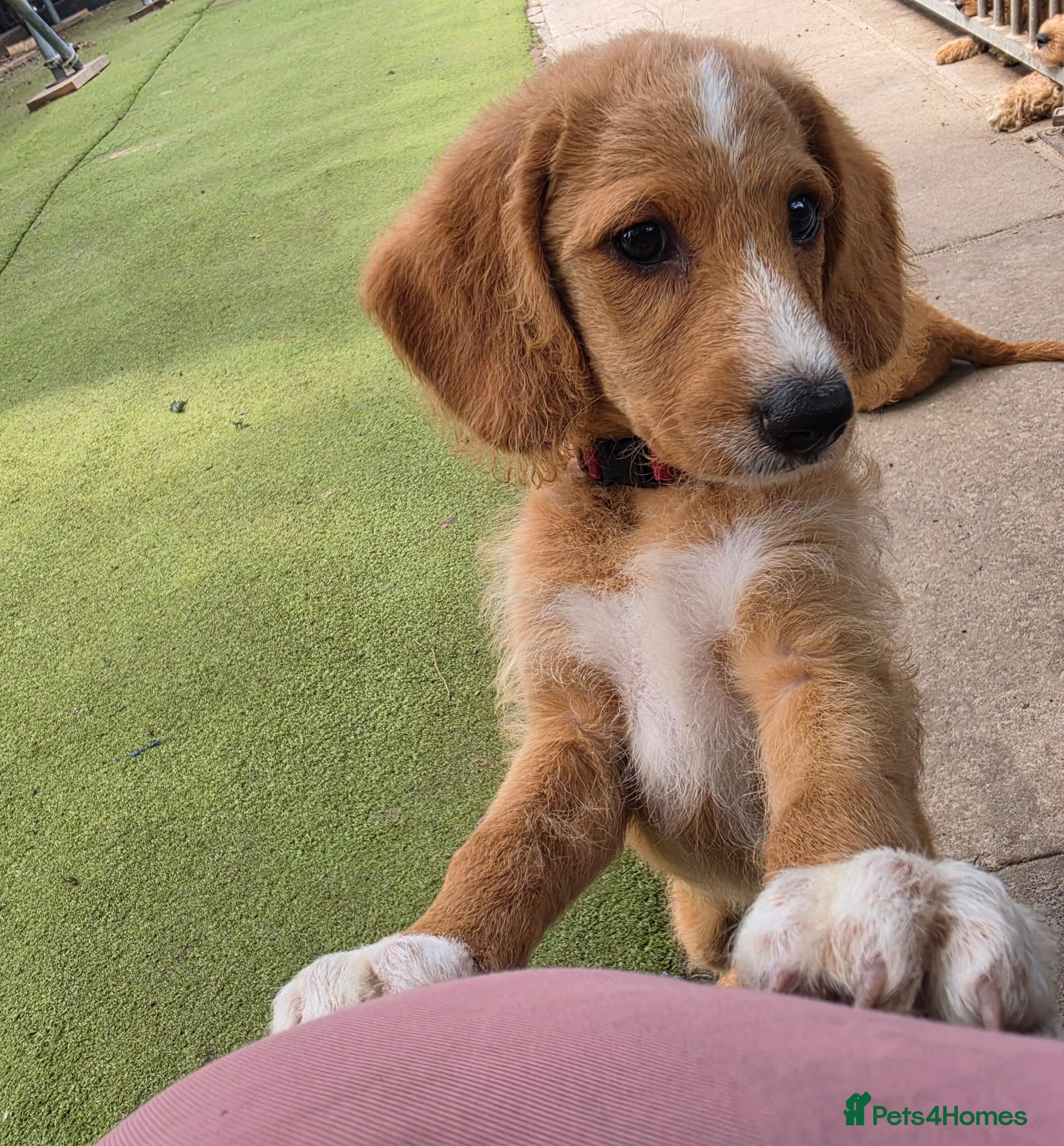 Mixed Breed dogs 5* health tested labradoodle x Australian doodles - Advert 2