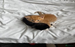 American Shorthair cats for sale: 4 male kittens for sale! - Image 14