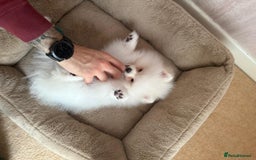 Pomeranian dogs for sale: ** Pomeranian/700g-11 week Champion EU Bloodline  - Image 9