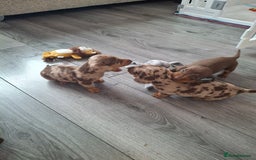 Miniature Dachshund dogs for sale: 💖 Adorable tiny miniature dachshund pups 💖 - Image 11