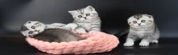Scottish Fold cats for sale: LICENSED CATTERY PURE BREED TOP QUALITY KITTENS - Advert 37