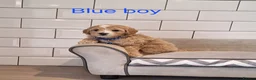 Cavachon dogs for sale: Beautiful Cavapoochons puppies - Advert 6