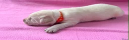 Labrador Retriever dogs for sale: Beautiful cream KC Registered litter  in Westcliff-on-Sea - Advert 5