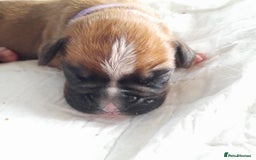 Boxer dogs for sale: Beautiful/Stunning Pedigree Boxer Puppies  - Image 8