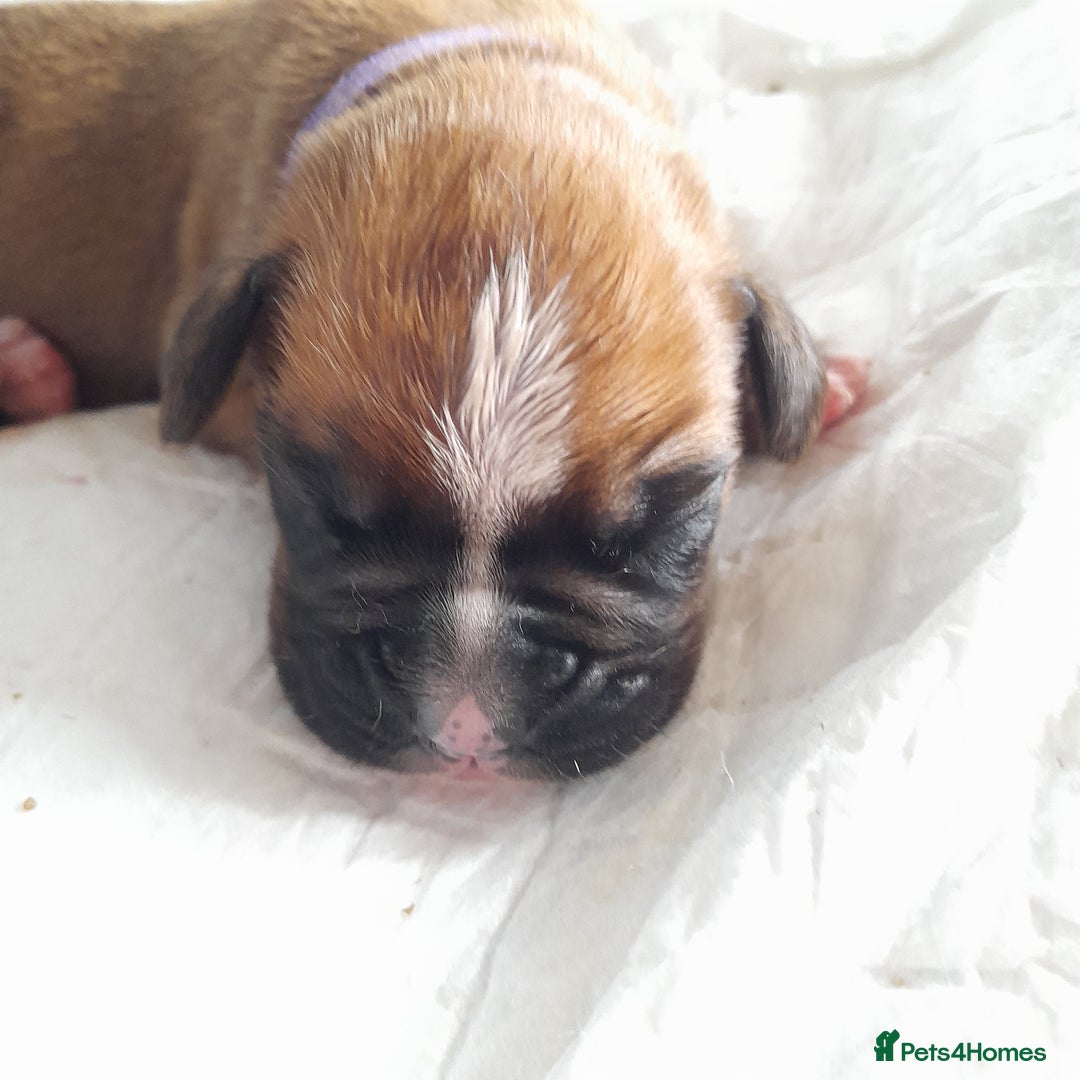 Boxer dogs for sale: Beautiful/Stunning Pedigree Boxer Puppies  - Image 8