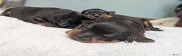 Rottweiler dogs for sale: KC registered Health Tested Puppies  - Advert 3