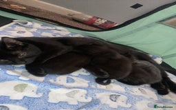 British Shorthair cats for sale: 3 lovely black kittens  - Image 8