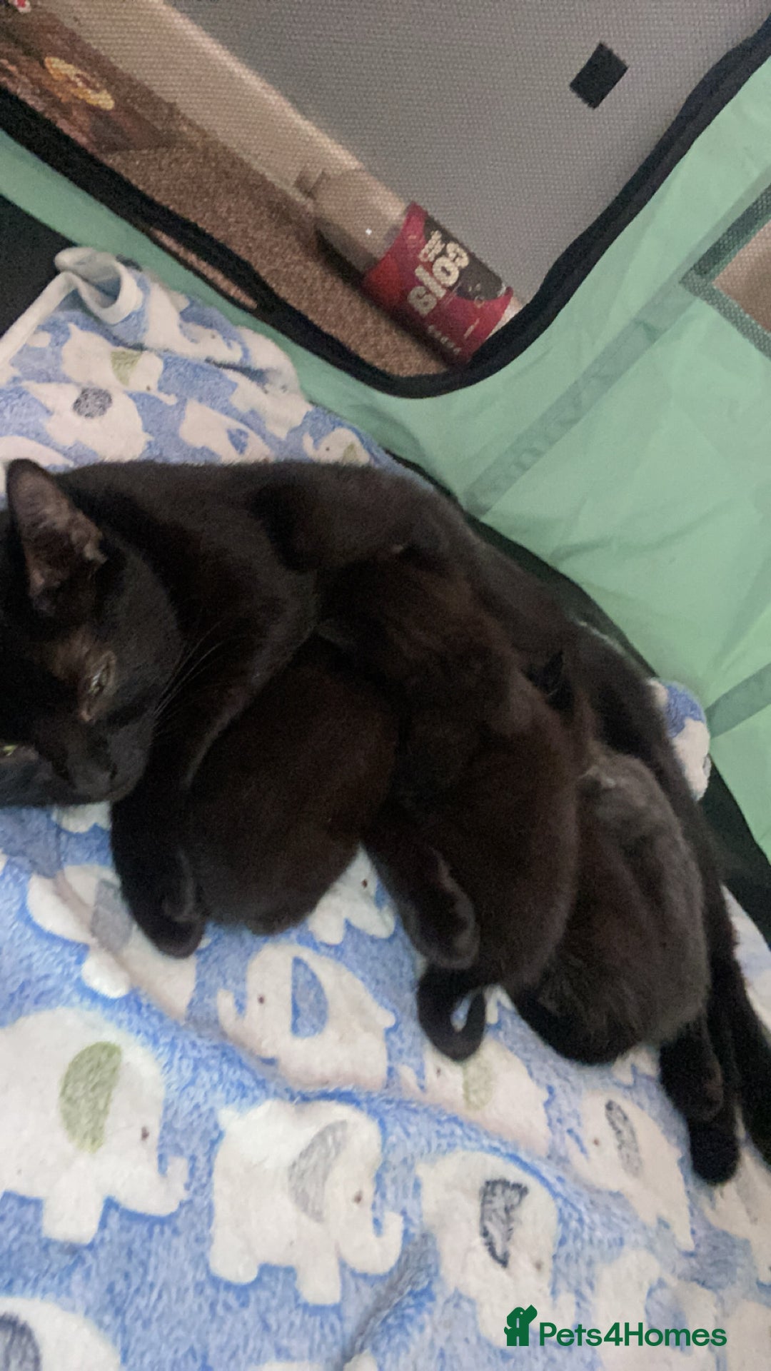 British Shorthair cats for sale: 3 lovely black kittens  - Image 8