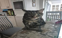 British Shorthair cats for sale: Tabby - Image 1