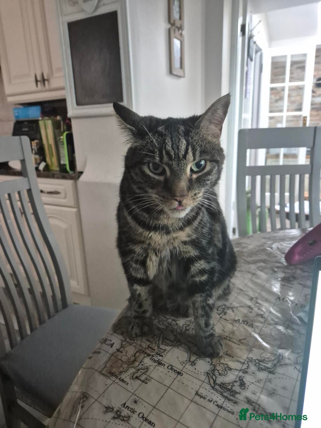 British Shorthair cats for sale: Tabby - Image 1