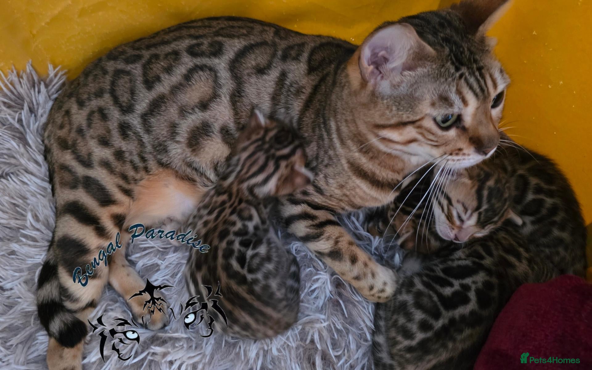 Bengal cats Stunning Bengal kittens  - Advert 10