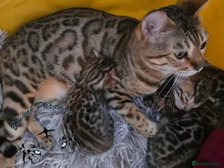 Bengal cats Stunning Bengal kittens - Advert 1
