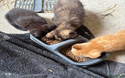 Mixed Breed cats for sale: 4 farm kittens for sale  - Image 6