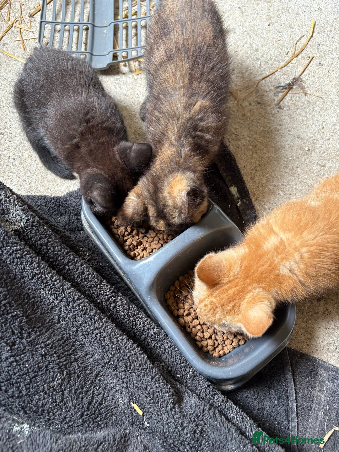 Mixed Breed cats for sale: 4 farm kittens for sale  - Image 6