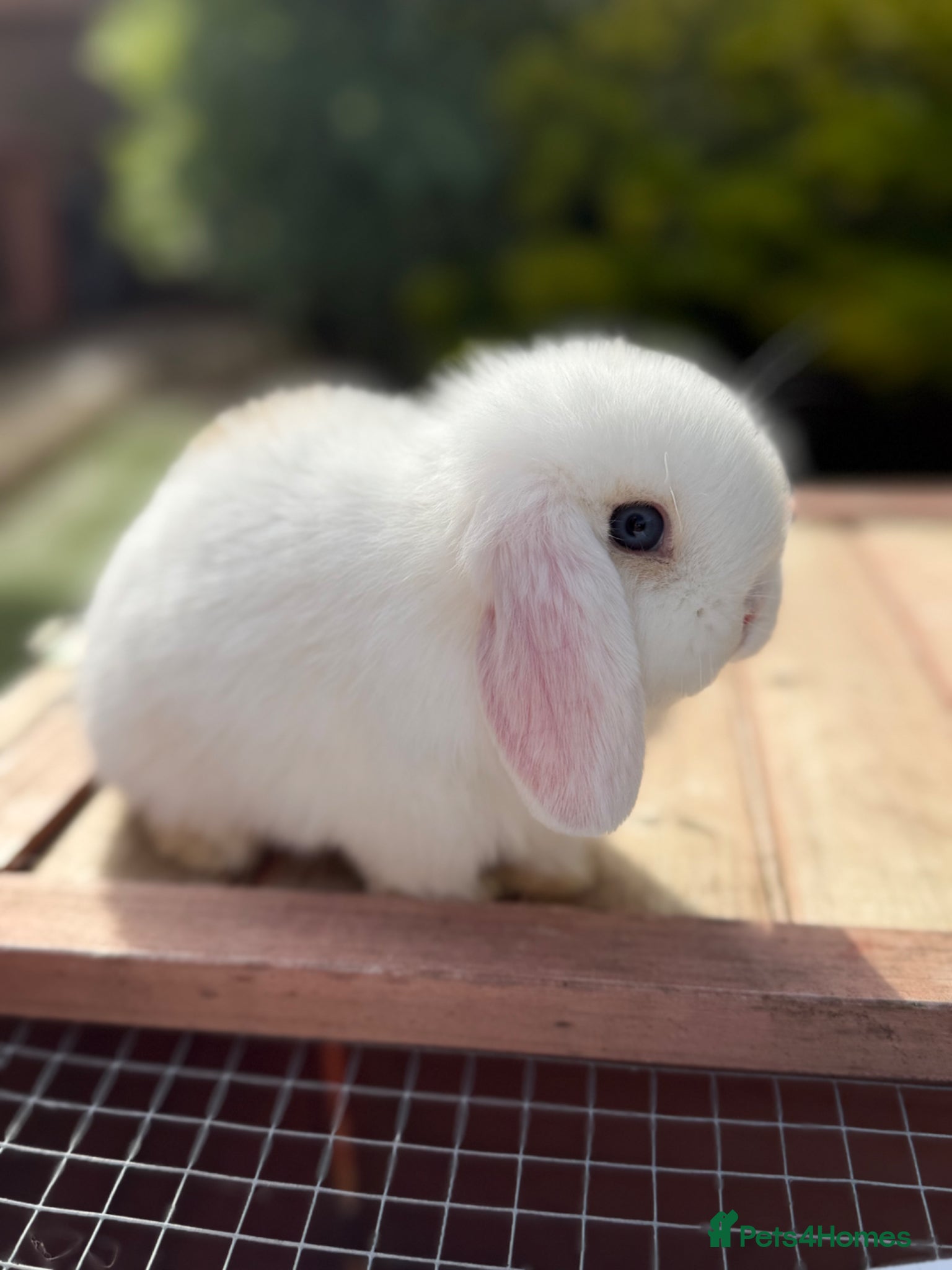 Mini Lop rabbits Beautiful mini lop babies - Advert 3