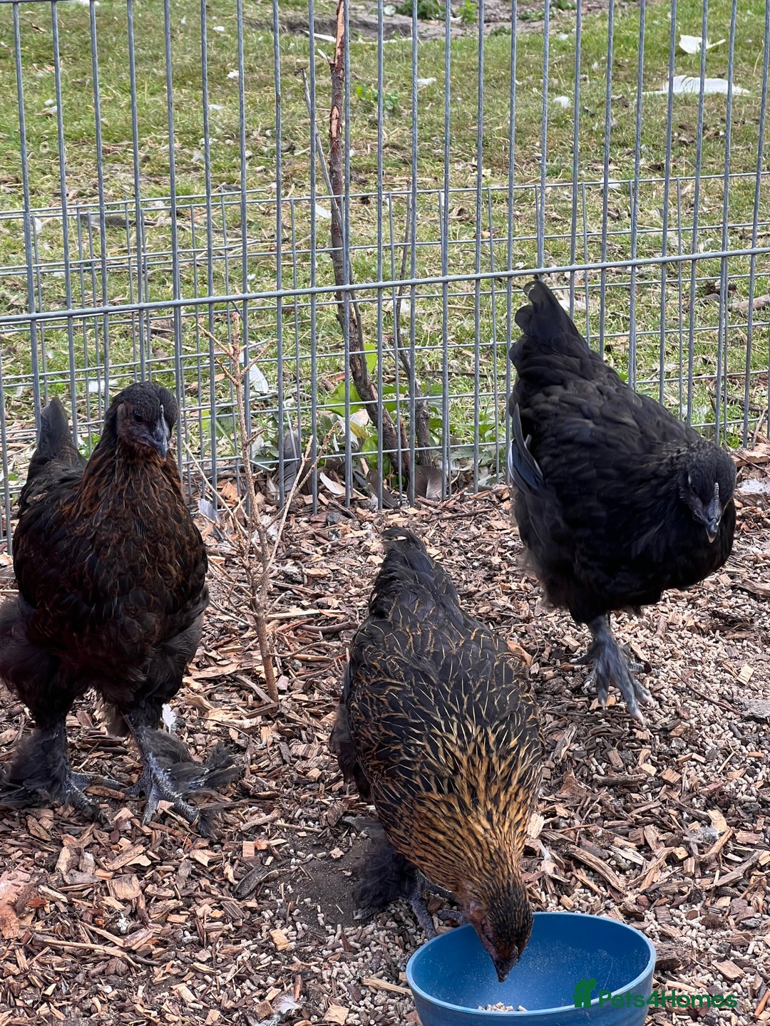 Chickens poultry for sale: Various young hens for sale  in King's Lynn - Image 4