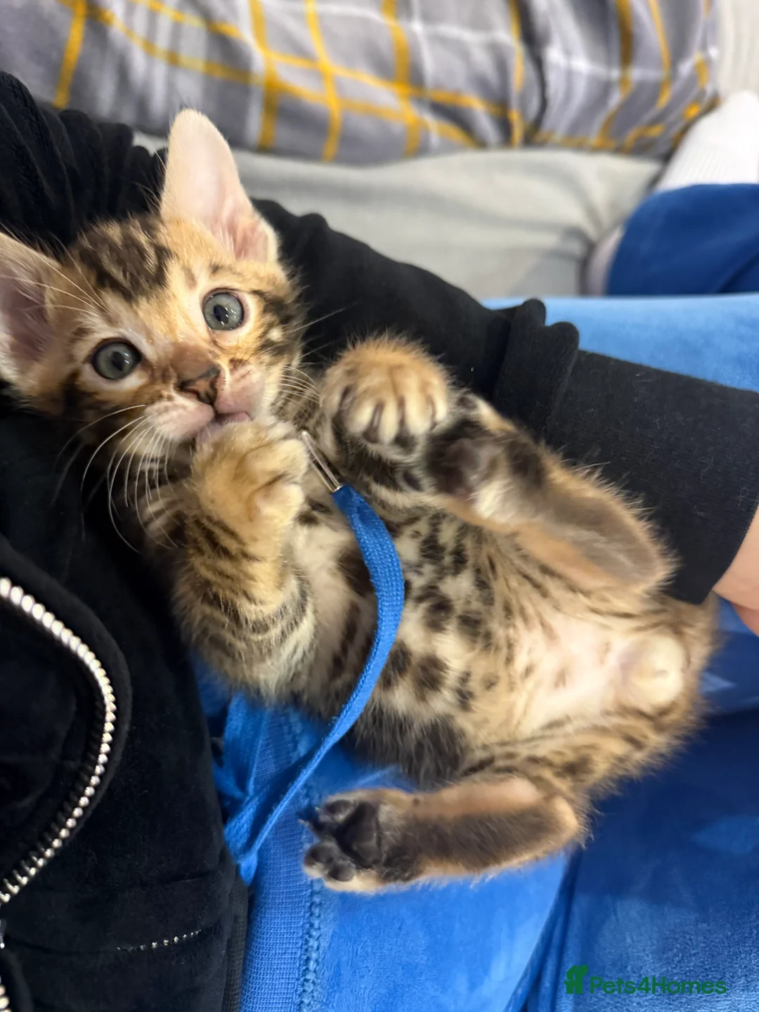 Bengal cats for sale: Pure Bengal kitten brown  - Advert 2