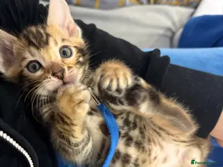Bengal cats Pure Bengal kitten brown - Advert 12