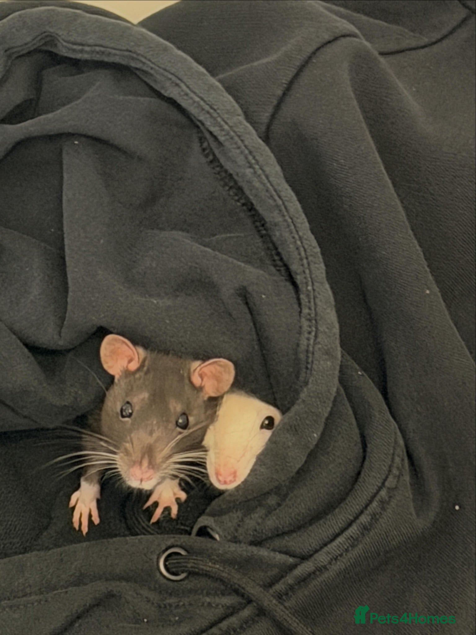 Rat rodents RATS - Sisters only babies still  - Advert 2