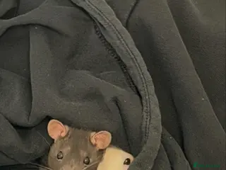 Rat rodents RATS - Sisters only babies still - Advert 5