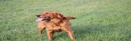 Golden Retriever dogs for stud: EXTENSIVELY health tested with excellent results! in Newark - Advert 24