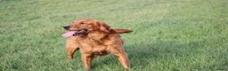 Golden Retriever dogs for stud: EXTENSIVELY health tested with excellent results! in Newark - Advert 24