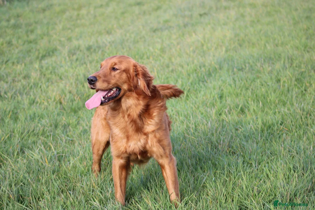 Golden Retriever dogs for stud: EXTENSIVELY health tested with excellent results! in Newark - Advert 24
