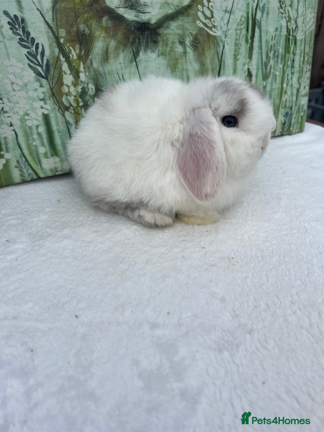 Mini Lop rabbits for sale: Gorgeous Mini lop baby Doe 8weeks old - Advert 5