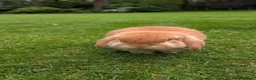 Mini Lop rabbits for sale: Friendly Purebred Mini Lop Buck – 1½ Years in Ferndown - Advert 4