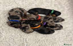 Miniature Dachshund dogs for sale: Miniature Dachshund Smooth Puppies KC Reg - Image 1