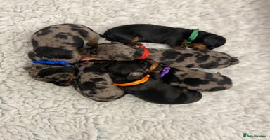 Miniature Dachshund dogs - Advert 7