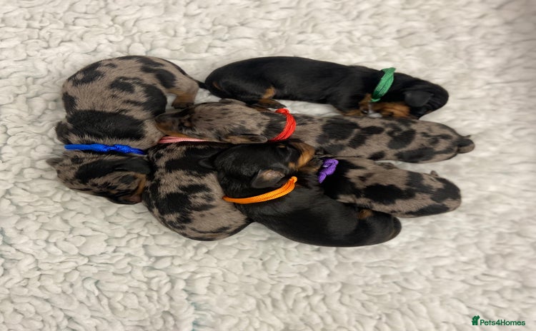 Miniature Dachshund dogs - Advert 3