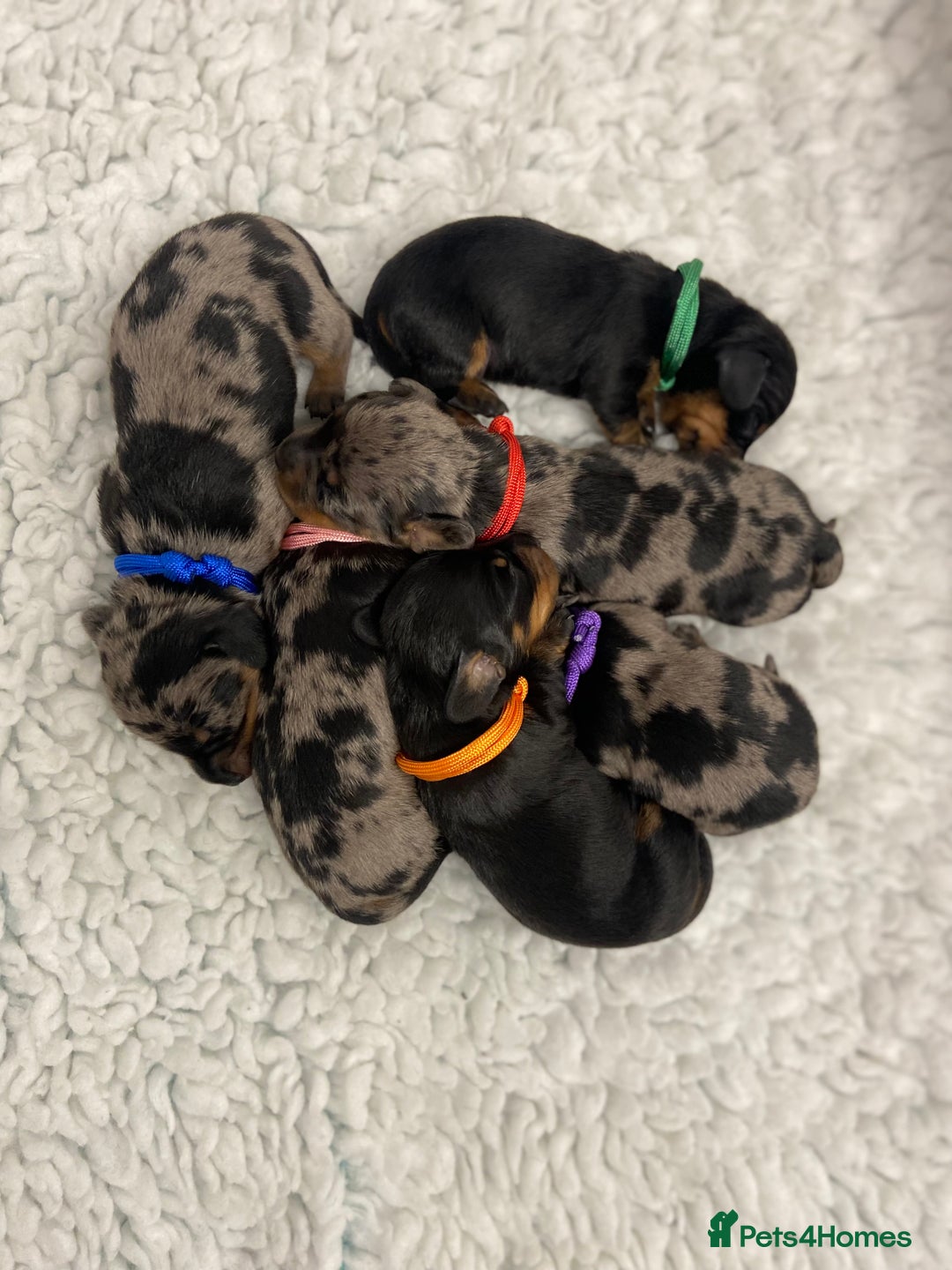 Miniature Dachshund dogs for sale: Miniature Dachshund Smooth Puppies KC Reg - Image 1