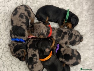 Miniature Dachshund dogs - Advert 26