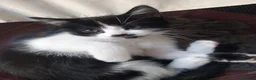 Mixed Breed cats for sale: Persian mix and Persian kittens in London - Advert 28