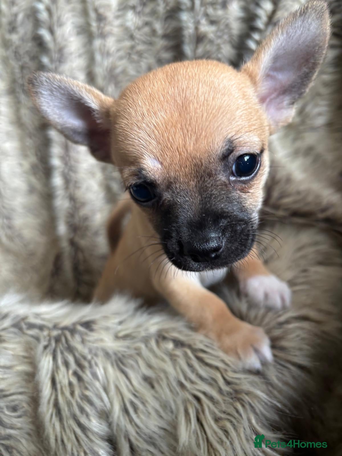 Chihuahua dogs Stunning short haired chihuahua pups - Advert 2