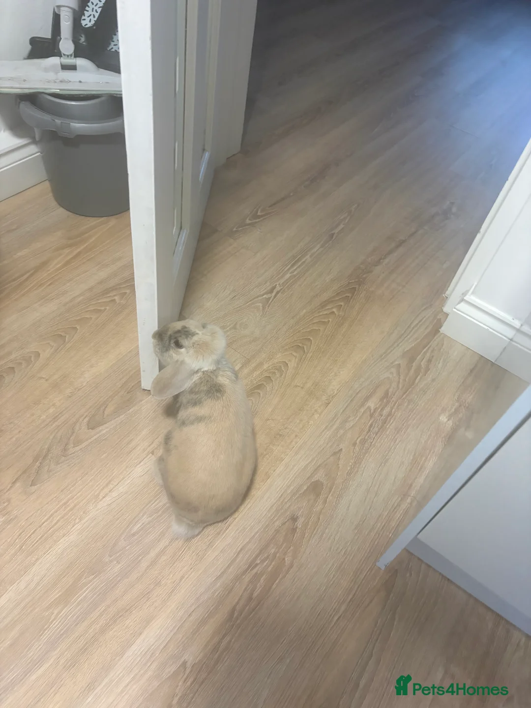 Mini Lop rabbits for sale: Bunny Rabbit in Clydebank - Advert 2