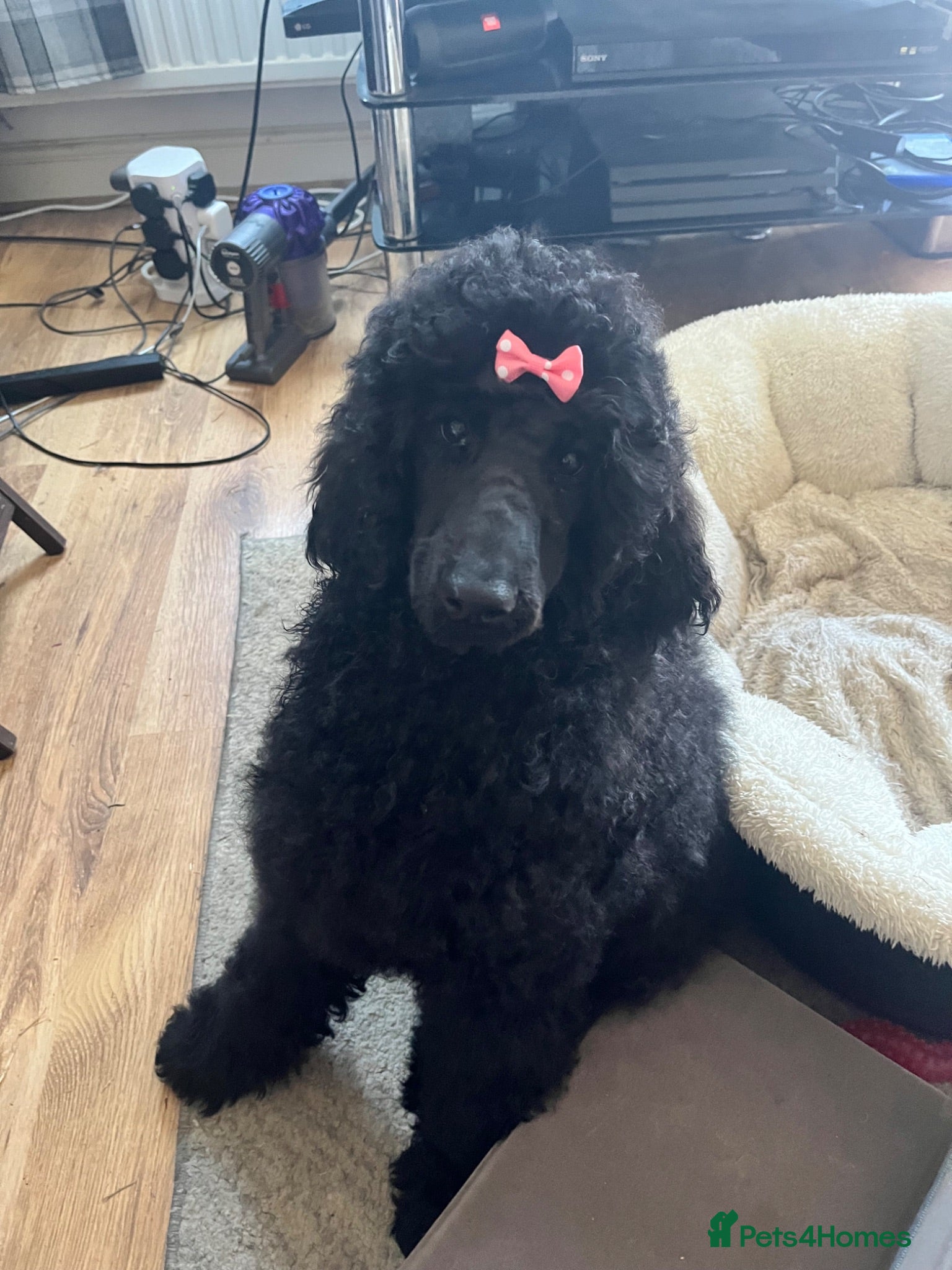 Standard Poodle dogs Standard poodle pups for sale  - Advert 6