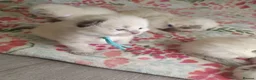 Ragdoll cats for sale: 💖 Beautiful Ragdoll kittens for Sale 💖 - Advert 3