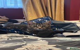 Mixed Breed cats for sale: Kitten for re homing  - Advert 2