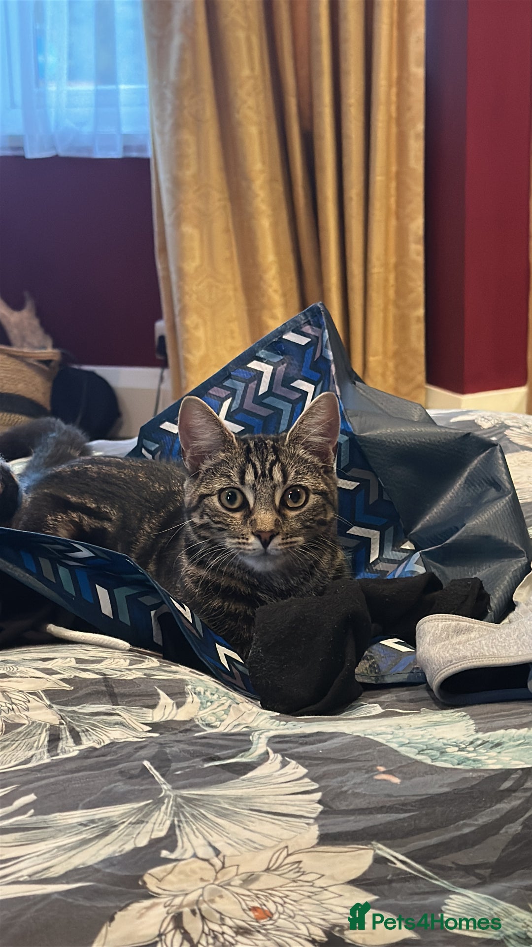 Mixed Breed cats for sale: Kitten for re homing  - Advert 2