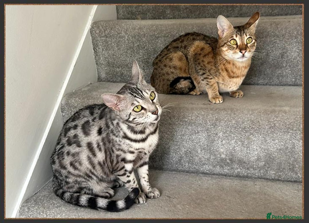 Savannah cats for sale: Beautiful F6 SBT Brown spotted Savannah Betty - Advert 10
