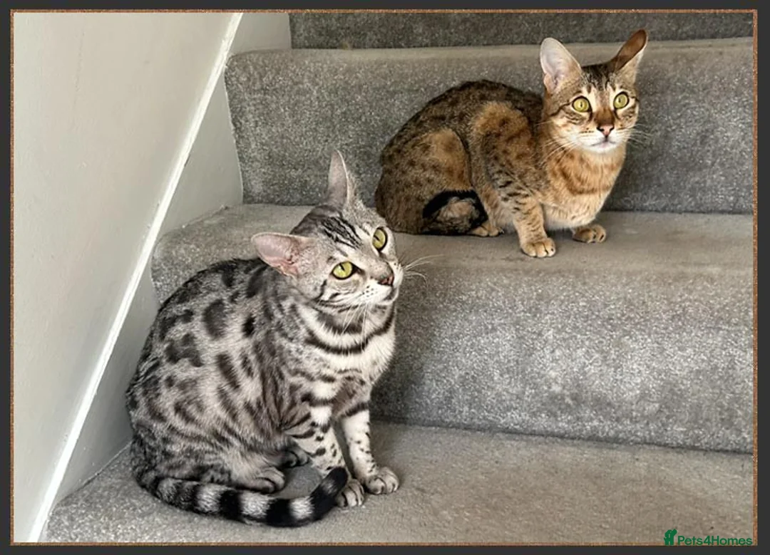 Savannah cats for sale: Beautiful F6 SBT Brown spotted Savannah Betty - Advert 11
