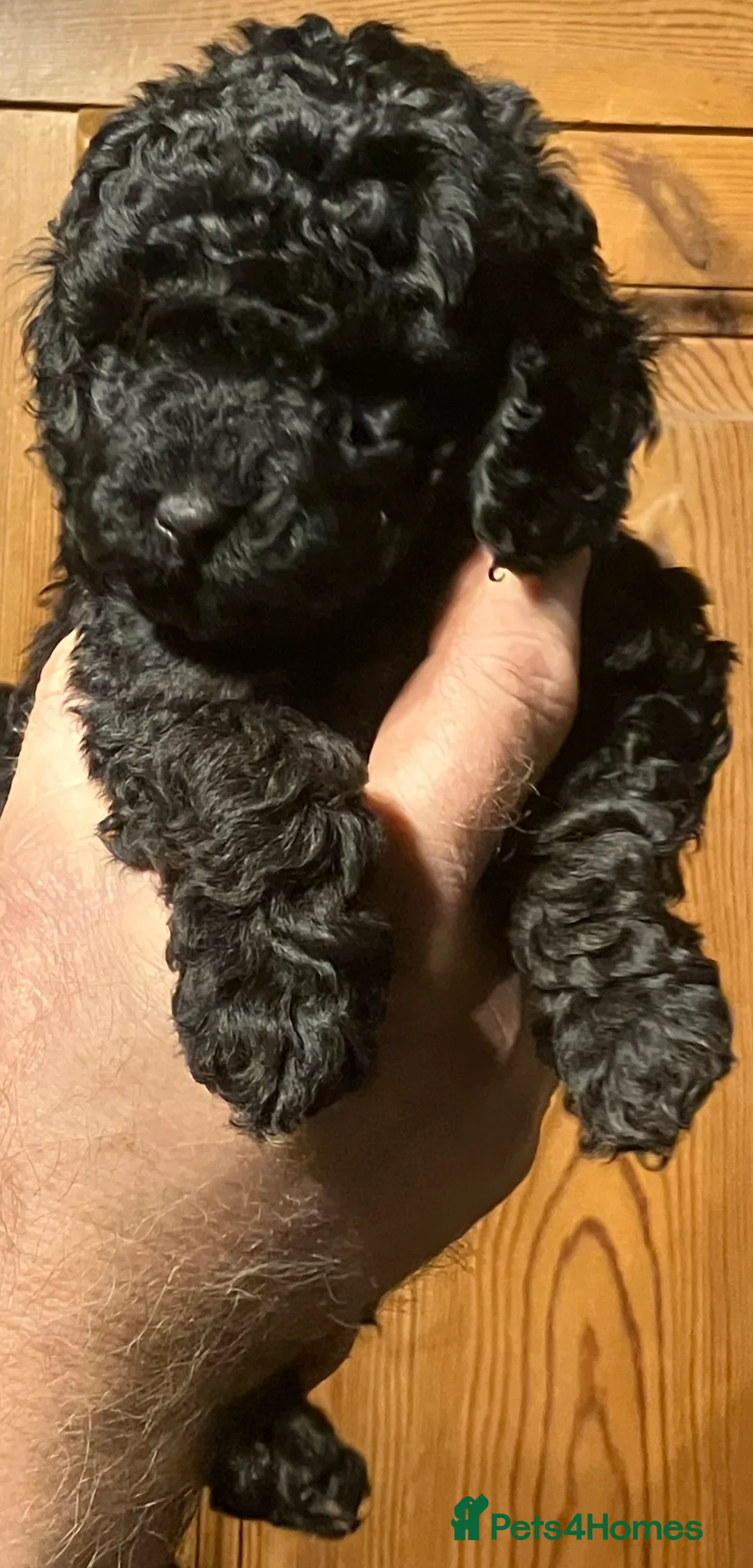 Mixed Breed dogs for sale: TOY X MINIATURE POODLE PUPPIES RED & BLACK - Advert 6