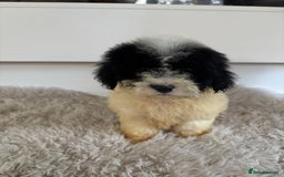 Cavachon dogs for sale: Little of cavachon pups for sale  - Advert 7