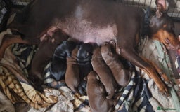 Dobermann dogs for sale: 7 handsome doberman pups - Image 4