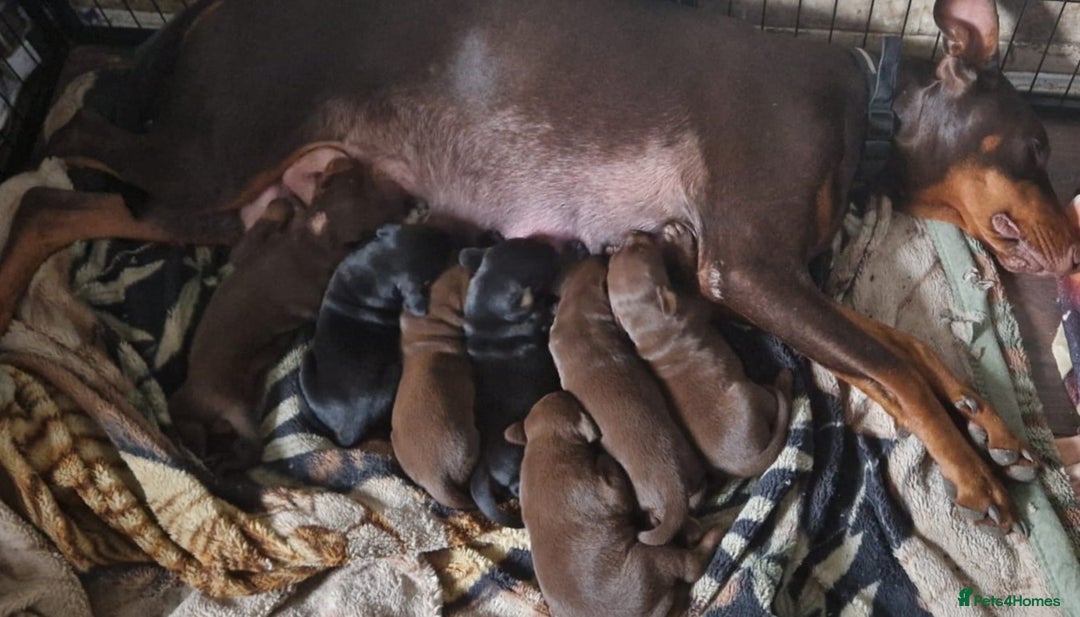 Dobermann dogs for sale: 7 handsome doberman pups - Image 4