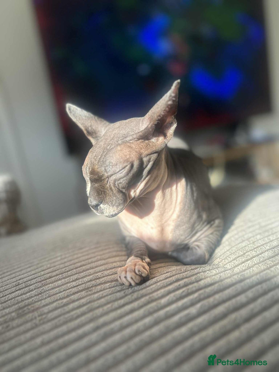 Sphynx cats for sale: Cute couple (Sphynx) - Image 4