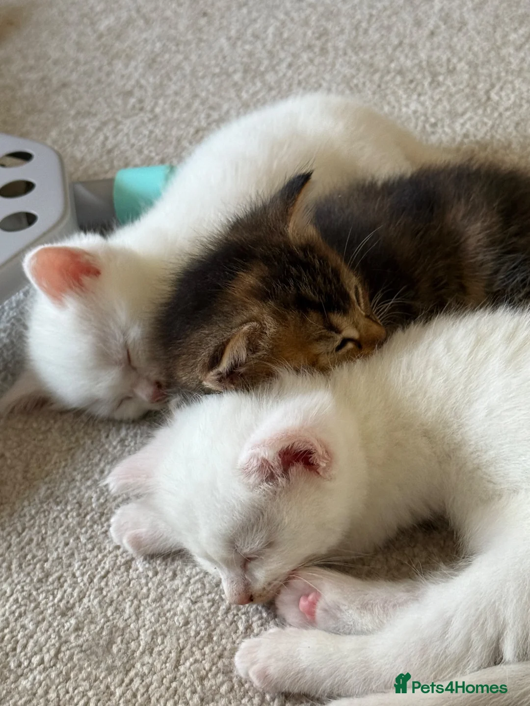 Mixed Breed cats for sale: 3 beautiful kittens in Bristol - Advert 2