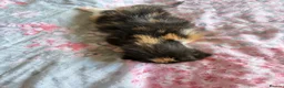 Mixed Breed cats for sale: 5 beautiful kittens  - Advert 5
